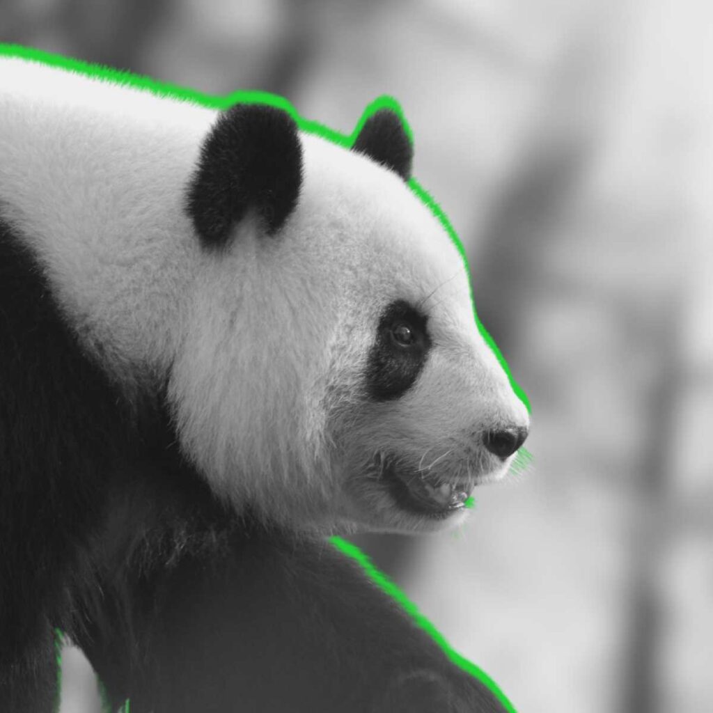 Formaciones en DEI BN