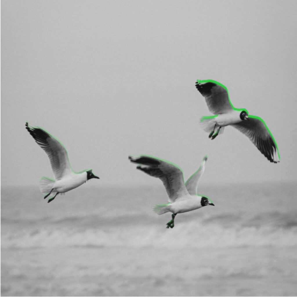 Pájaros en BN volando en formación que simbolizan trabajo en equipo, liderazgo y organización.