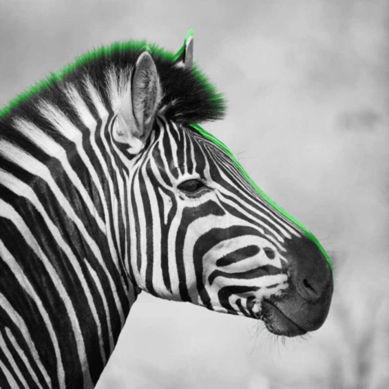 Pruebas de nivel de idiomas para selección BN